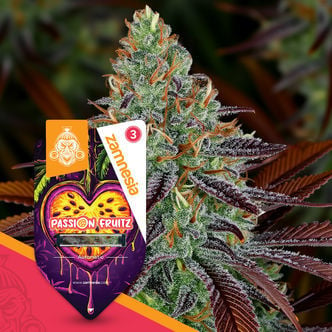 Passion Fruitz Automatic (Zamnesia Seeds) feminisiert