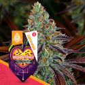 Passion Fruitz Automatic (Zamnesia Seeds) feminized