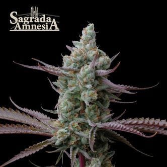 Sagrada Amnesia (Seedstockers) feminized