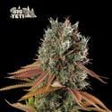 Big Yeti (Seedstockers) feminisiert