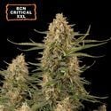 BCN Critical XXL (Seedstockers) feminized