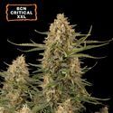 BCN Critical XXL Auto (Seedstockers) Feminized