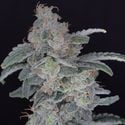 HB Dunkin'z (Pure Instinto) feminized