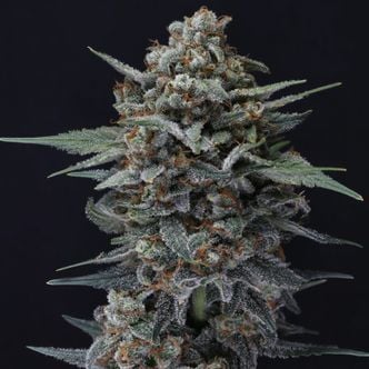 Alien Snack Auto (Pure Instinto) Feminized