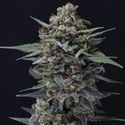 Alien Snack Auto (Pure Instinto) feminized