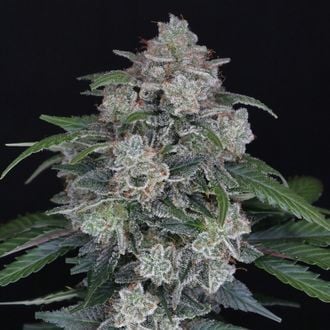 MAK OG Auto (Pure Instinto) Feminized