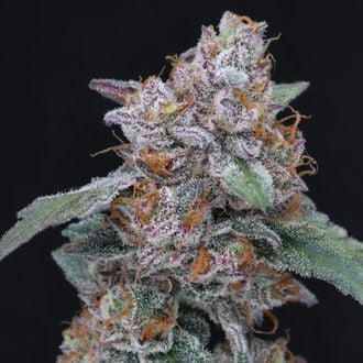 SherBacio OG Auto (Pure Instinto) Feminized