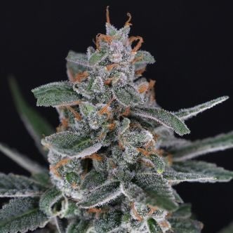 Tri-Whip Kush Auto (Pure Instinto) Feminized