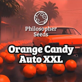 Orange Candy Auto XXL (Philosopher Seeds) feminisiert