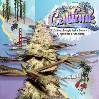 CaliFunk (T.H.Seeds) feminized