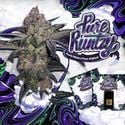 Pure Runtzy (T.H.Seeds) feminisiert