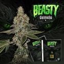 Beasty (T.H.Seeds™) Feminized