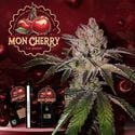 Mon Cherry (T.H.Seeds™) Feminized