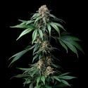 Mendo Breath (Barney's Farm) feminized