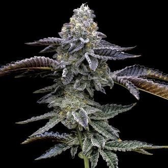 Blue Dream (Barney’s Farm) feminisiert