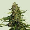 Gaia F1 Auto (Royal Queen Seeds) feminized