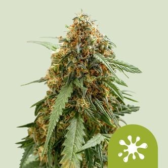 Sticky Queen Auto (Royal Queen Seeds) Feminized