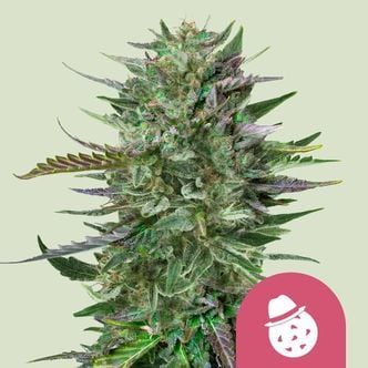 Do-Si-Dos (Royal Queen Seeds) Feminized