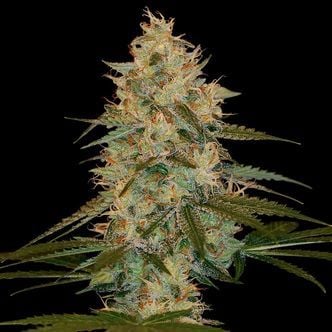 Chocolope Kush (DNA Genetics) feminisiert