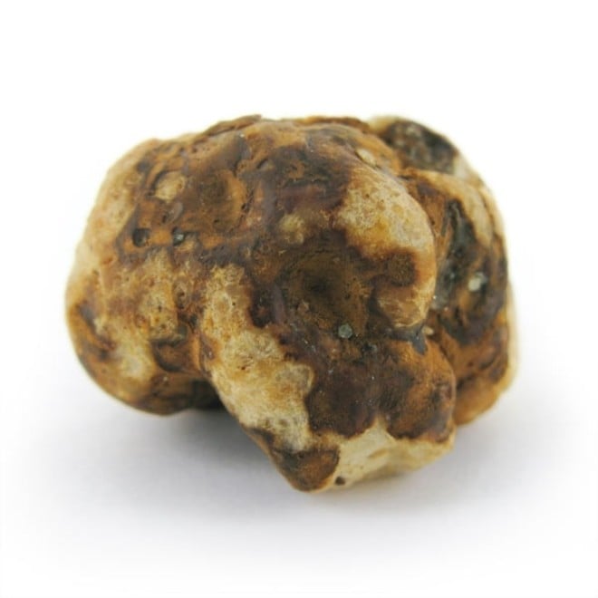 Tampanensis Trüffel Magic Truffles Zamnesia