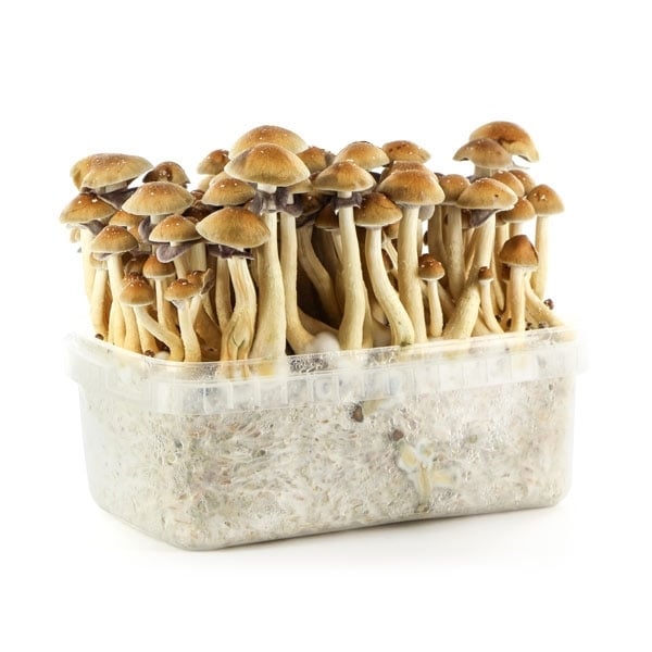 White Cup Mushroom Slicer – Lucky Grower