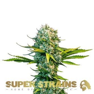 Next Of Kin (Super Strains) feminized