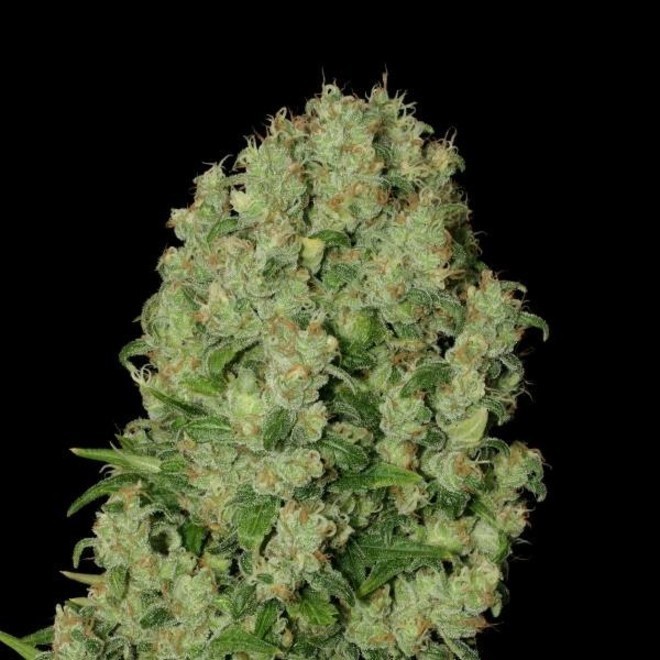 White russian seed