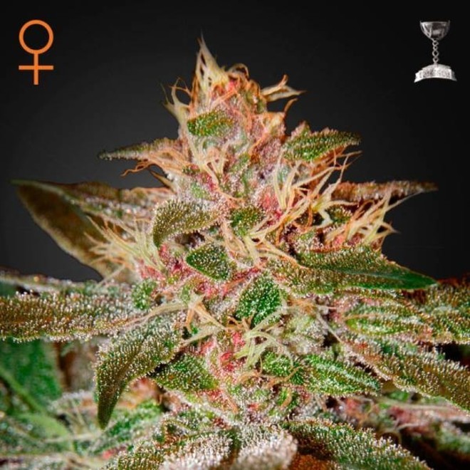 Pure Kush Greenhouse Seeds Feminized Zamnesia