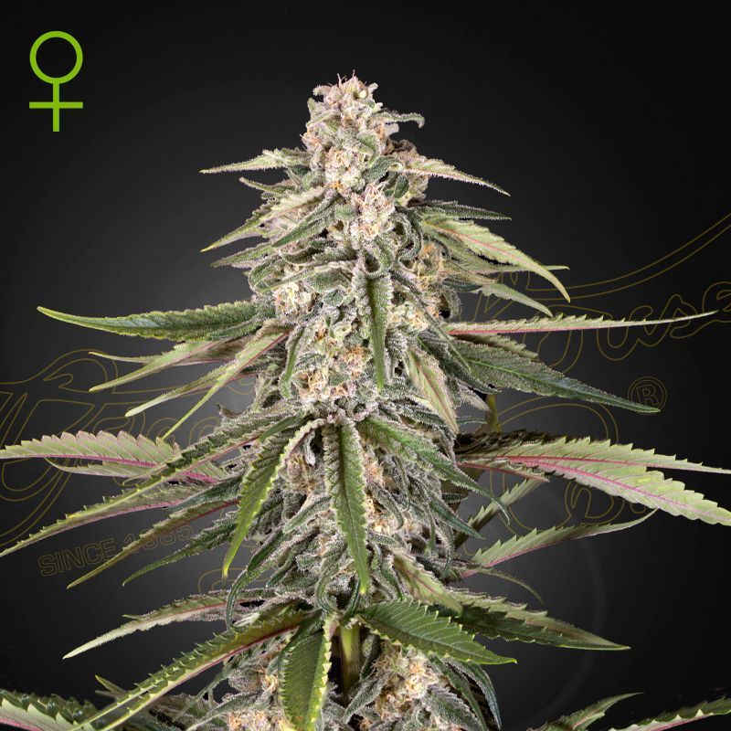 Green-O-Matic(GreenhouseSeeds)feminized