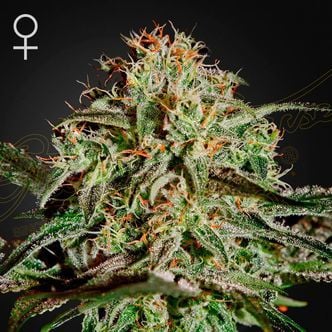 A.M.S. (Greenhouse Seeds) feminisiert