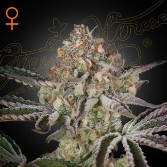 Great White Shark (Greenhouse Seeds) feminisiert