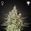 GH Cheese (Greenhouse Seeds) feminisiert