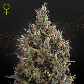 Big Bang Autoflowering (Greenhouse Seeds) feminisiert