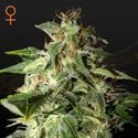 Afgooey (Strain Hunters) feminized