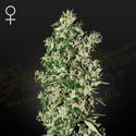 Big Tooth (Strain Hunters) feminized