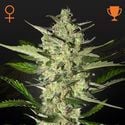 Flowerbomb Kush (Strain Hunters) feminisiert