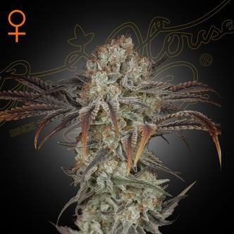 Money Maker (Strain Hunters) feminized