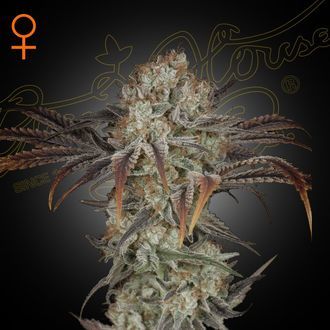 Money Maker (Strain Hunters) feminisiert