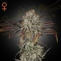 Money Maker (Strain Hunters) feminized