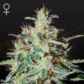 White Lemon (Strain Hunters) feminized