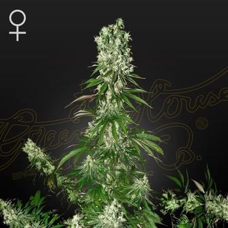 White Strawberry Skunk (Strain Hunters) feminisiert