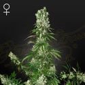 White Strawberry Skunk (Strain Hunters) feminisiert