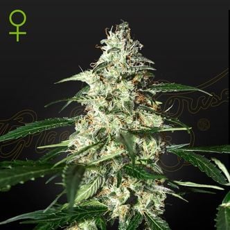 Skunk Autoflowering (Strain Hunters) feminisiert