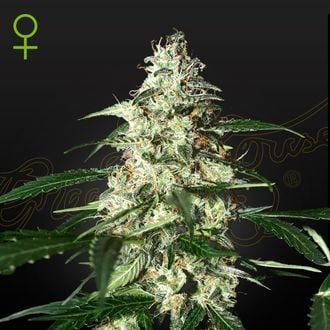 Skunk Autoflowering (Strain Hunters) feminisiert