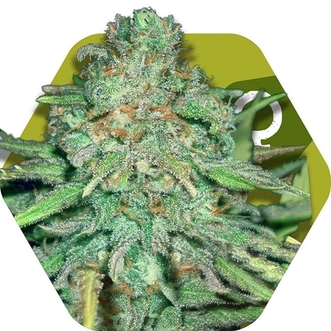 Lemon Kush Zambeza Feminized Zamnesia