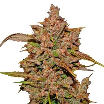 Crystal Meth Auto (FastBuds) feminized