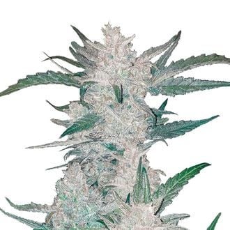 Mexican Airlines Auto (FastBuds) feminized