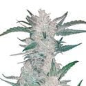 Mexican Airlines Auto (FastBuds) feminized