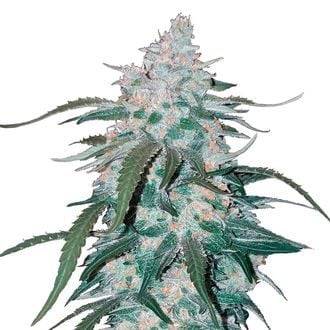 Pineapple Express Auto (FastBuds) feminized