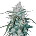 Pineapple Express Auto (FastBuds) feminisiert